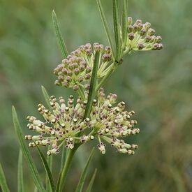 Hirtella, Asclepias 'Tall Green Milkweed'